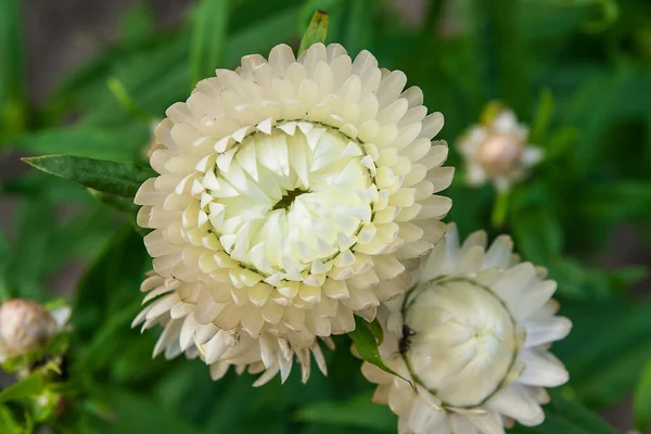 Helichrysum paper daisy straw flower.