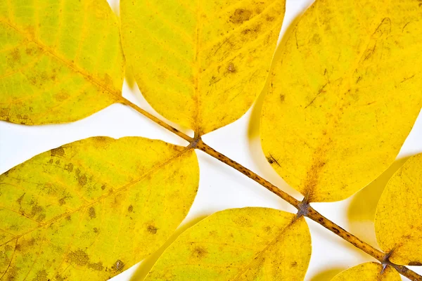Autumn walnut tree leaf isolated on white background.