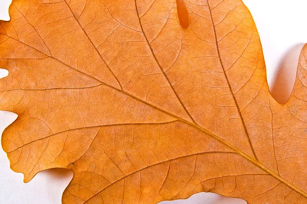 Close up view of autumn oak tree leaf as background