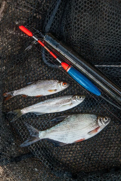 Several ablet, roach and bream fish on fishing net. Fishing rod