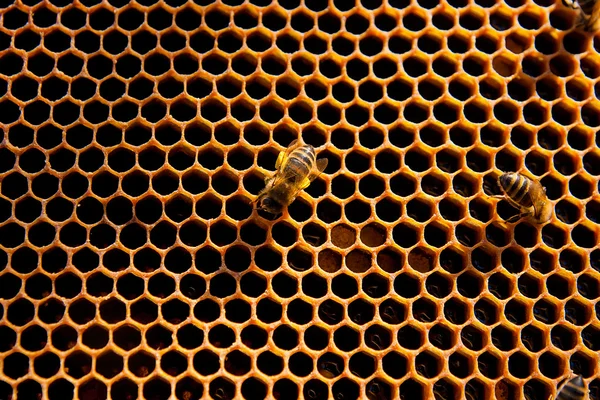 Bees works on honeycomb.
