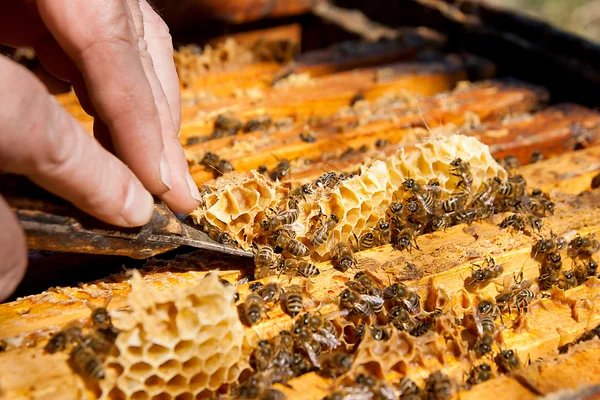 Beekeeper checking a beehive to ensure health of the bee colony.