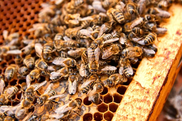 Busy bees, close up view of the working bees on honeycomb.