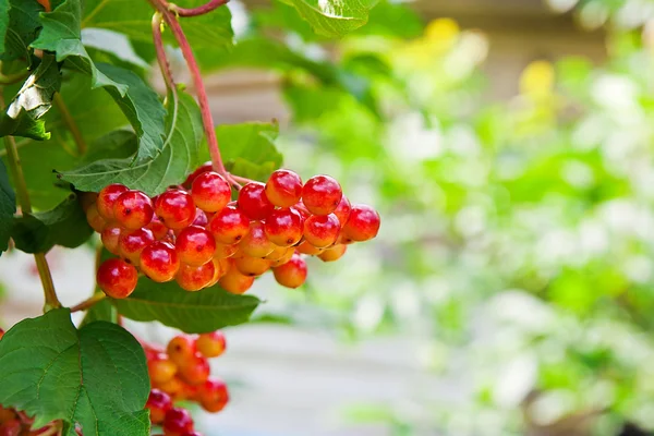 Close up of bunch of red berries of a Guelder rose or Viburnum o