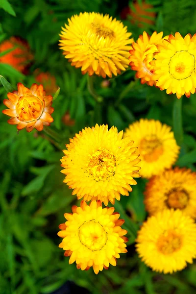 Helichrysum or Straw flower in outdoor garden, Helichrysum bract