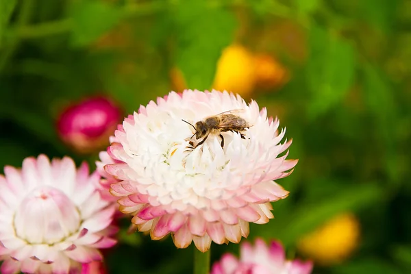 Close up view of the working bee on a pink flower