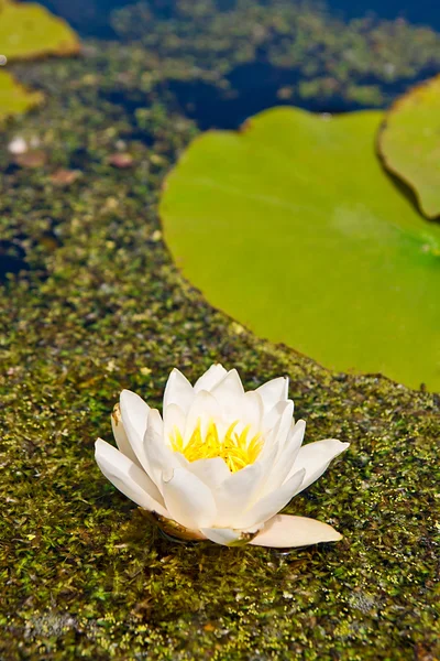 White lily floating on water and duckweed as background