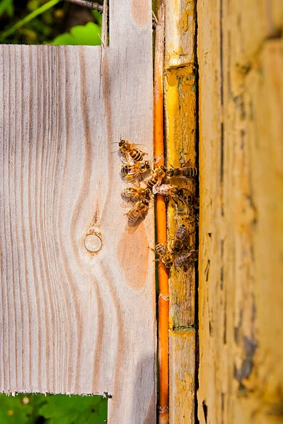 Plenty of bees at the entrance of beehive in apiary.