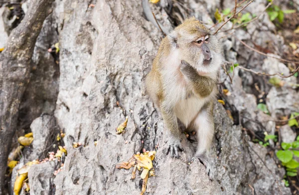 Funny monkey in a natural forest.