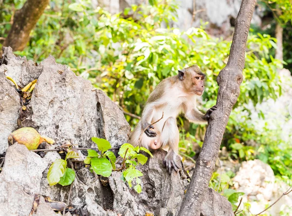 Cute monkey lives in a natural forest of Thailand.
