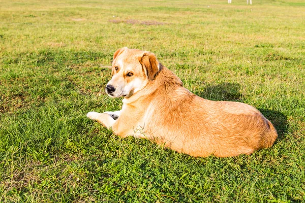 Dog in grass