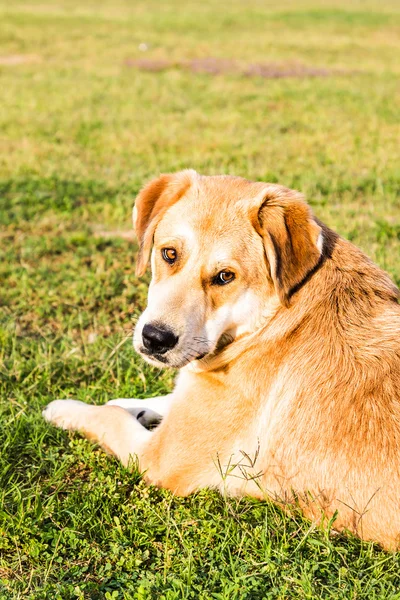 Dog in grass