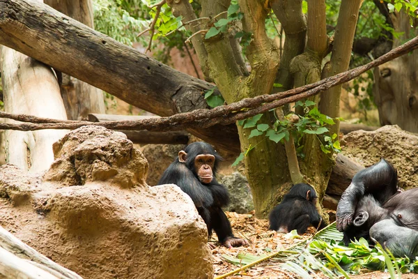 Young  Chimpanzee, monkey sitting