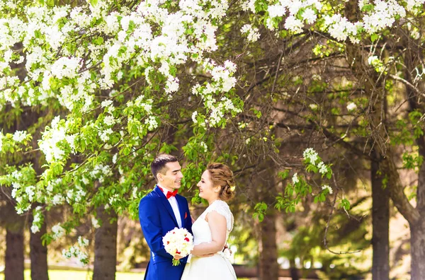 The bride and groom in the spring nature with blooming trees