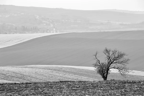 Lone tree in Czech Moravia hills. Arable lands in spring