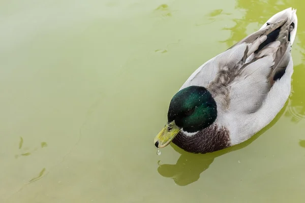 Grey-green duck in the pond