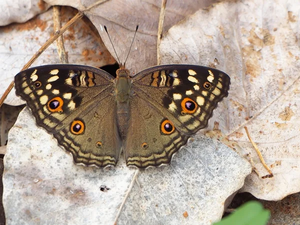 Butterfly close-up