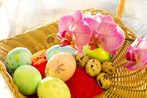 Easter and quail eggs in a wicker basket with Orchid