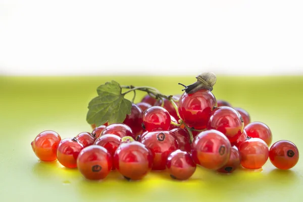 Little snail crawling on handfuls of ripe red currant, white and green background