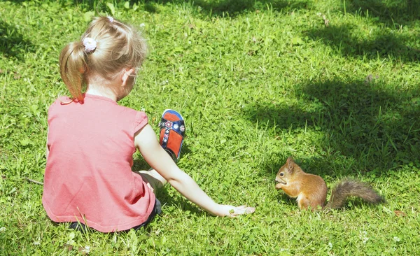 Squirrel nibbles Nut, sitting next to a girl with outstretched hand, girl sitting, his legs stretched out on the grass, view from the back