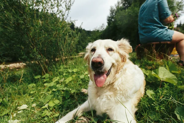 Cute white labrador dog