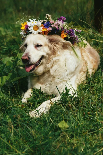 Cute white labrador dog