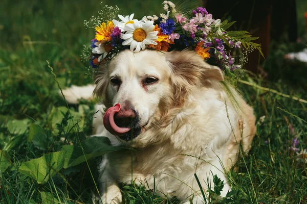 Cute white labrador dog