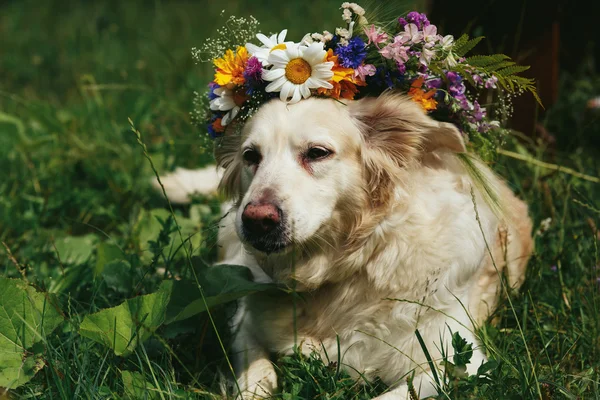 Cute white labrador dog