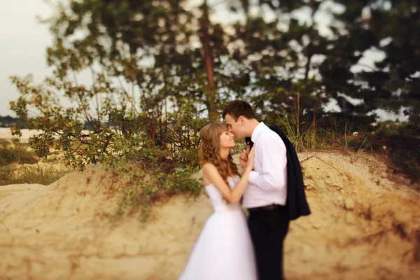 The groom kisses the bride-to-nose on the beach among bushes