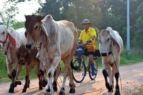 Cows on the road and cowherd riding bicycle behind cows