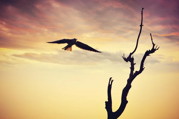 Hawk flying to the tree