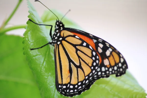 Butterfly Garden in Gravenmacher