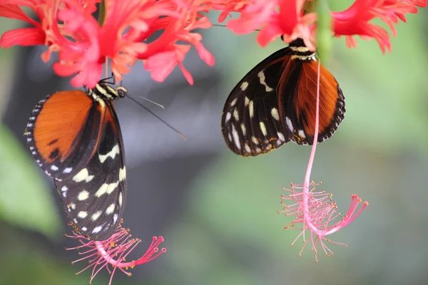 Butterfly Garden in Gravenmacher