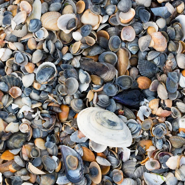 A wide variety of seashells display texture and color on a sandy beach while photographed in early morning light. Black Sea. Mamaia. Constanta. Romania. warm light.old rich colors.