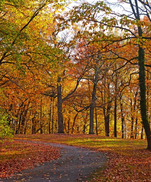 A bike trail along deciduous trees in autumn.