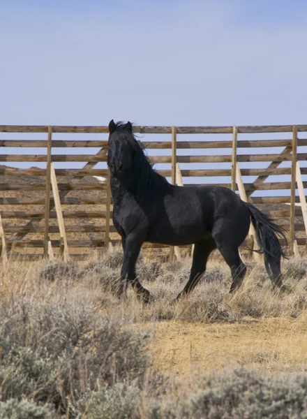 Wild horse vertical