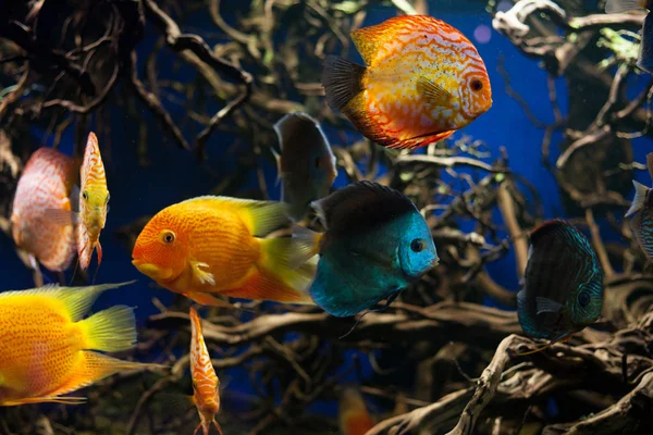 Discus fishes