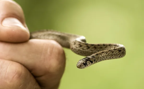 Fist holding a small snake