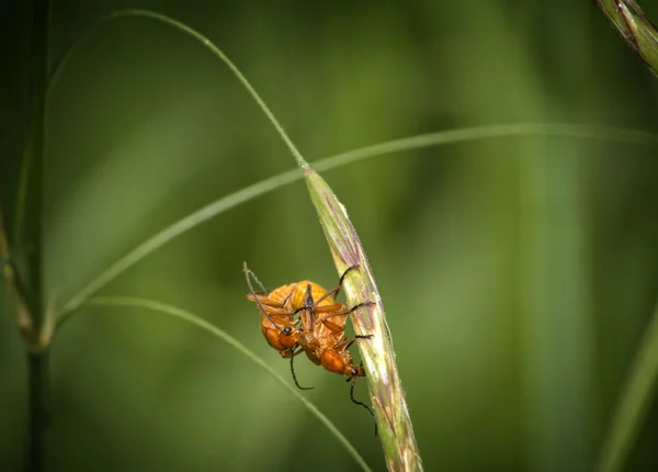 Black-tipped orange beetle