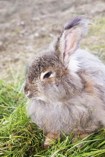 Angora rabbit on  a grass