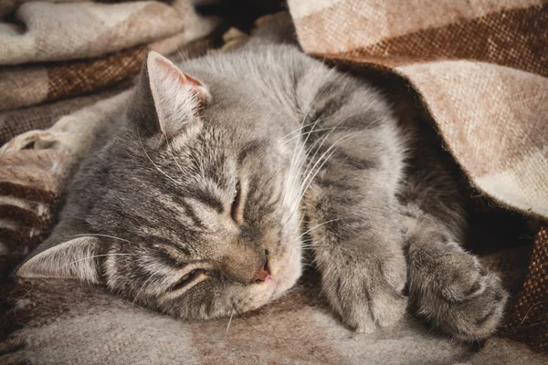 Portrait of a domestic cat, British, without people, sleeping