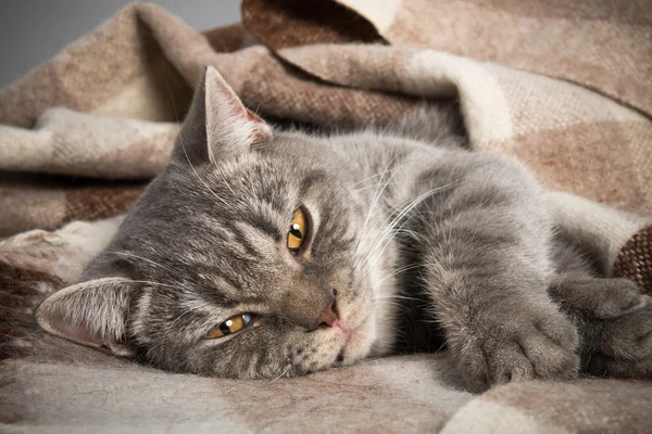 Portrait of a domestic cat, British, without people, sleeping