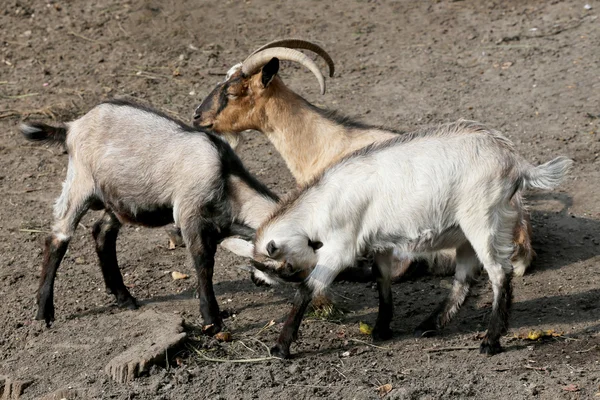 Cute young goats playing on animal farm