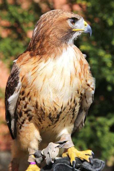 Close up detailed photograph of a red-tailed hawk