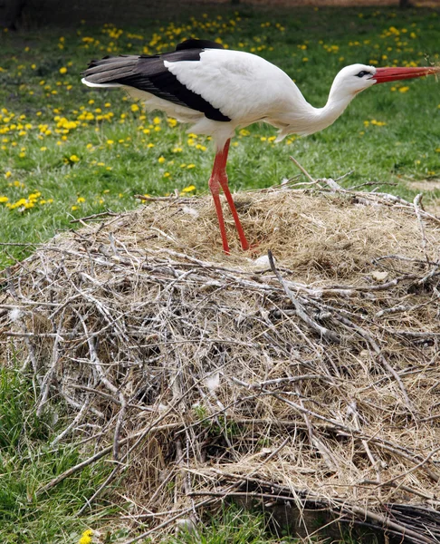 Stork nest on the farm in rural location with eggs