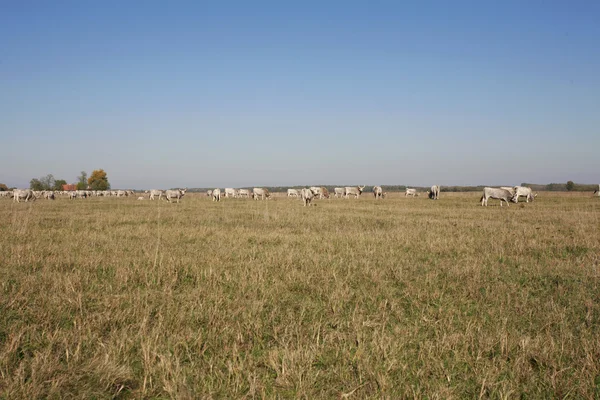 Herd of  hungarian grey steppe cattle grazing on meadow
