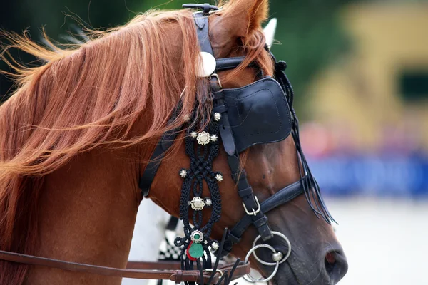 Head shot of a harnessed horse with blinds
