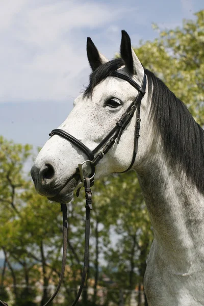 Portrait of a fleabitten grey horse with leather harness