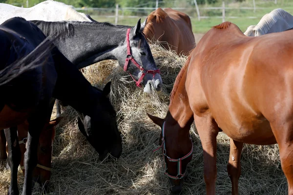 Herd of purebred horses eating hay in summer corral