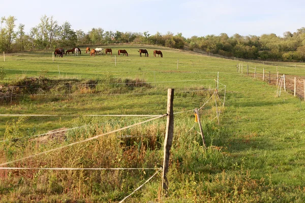 Young chestnut mares and foals eating fresh green grass on the p